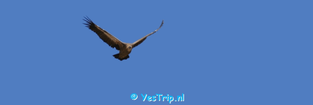 xxx Griffon vultures Vultures near Campo Maior